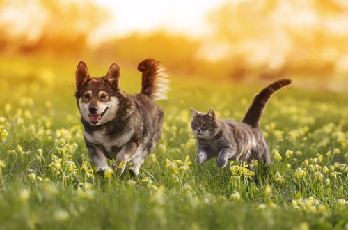 Hunde, Katzen Hunde, Katzen