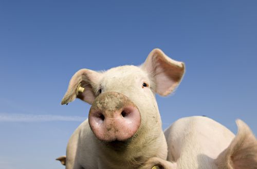 Schweine Schweine