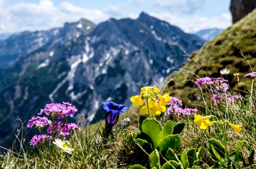 Energetische Tiefentherapie - Nicole Michels